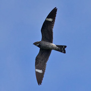 Bird of the week image